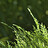 cedar